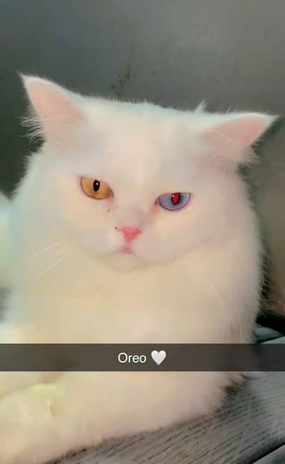 punch face odd eyes white Persian cat male 3 years old