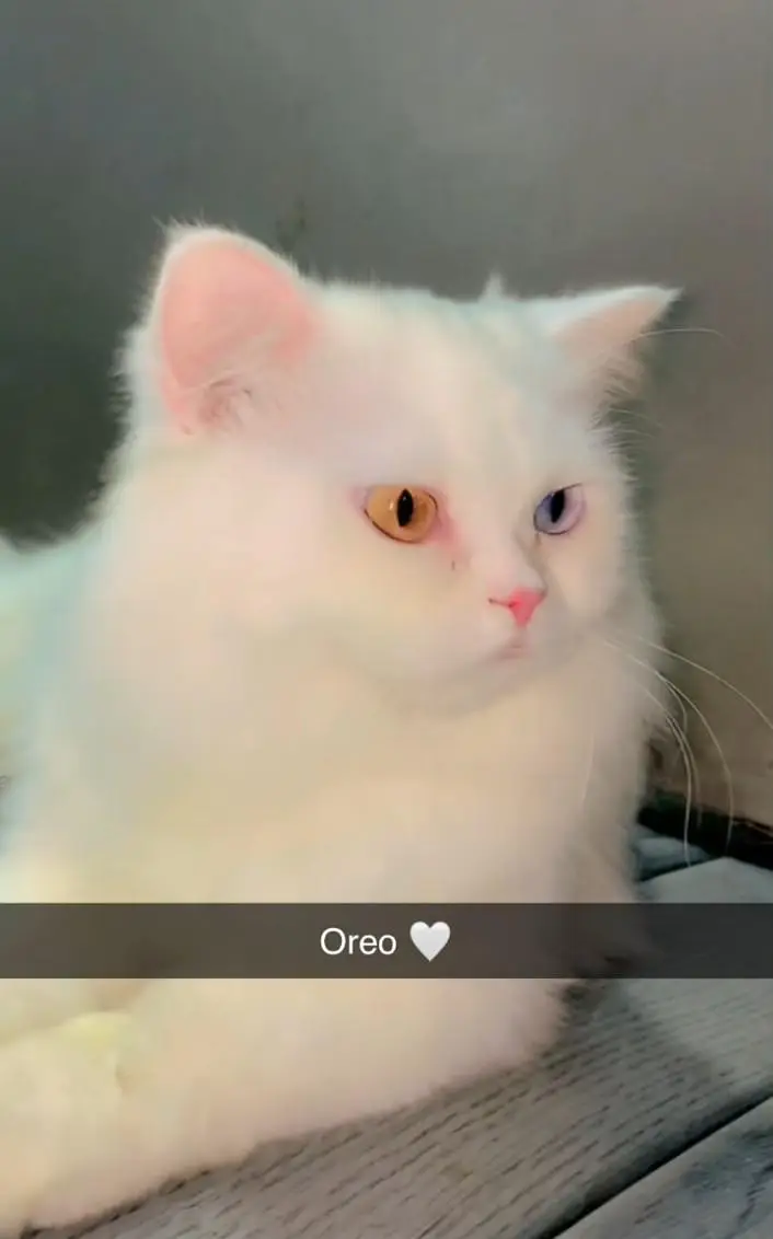 punch face odd eyes white Persian cat male 3 years old — photo 2