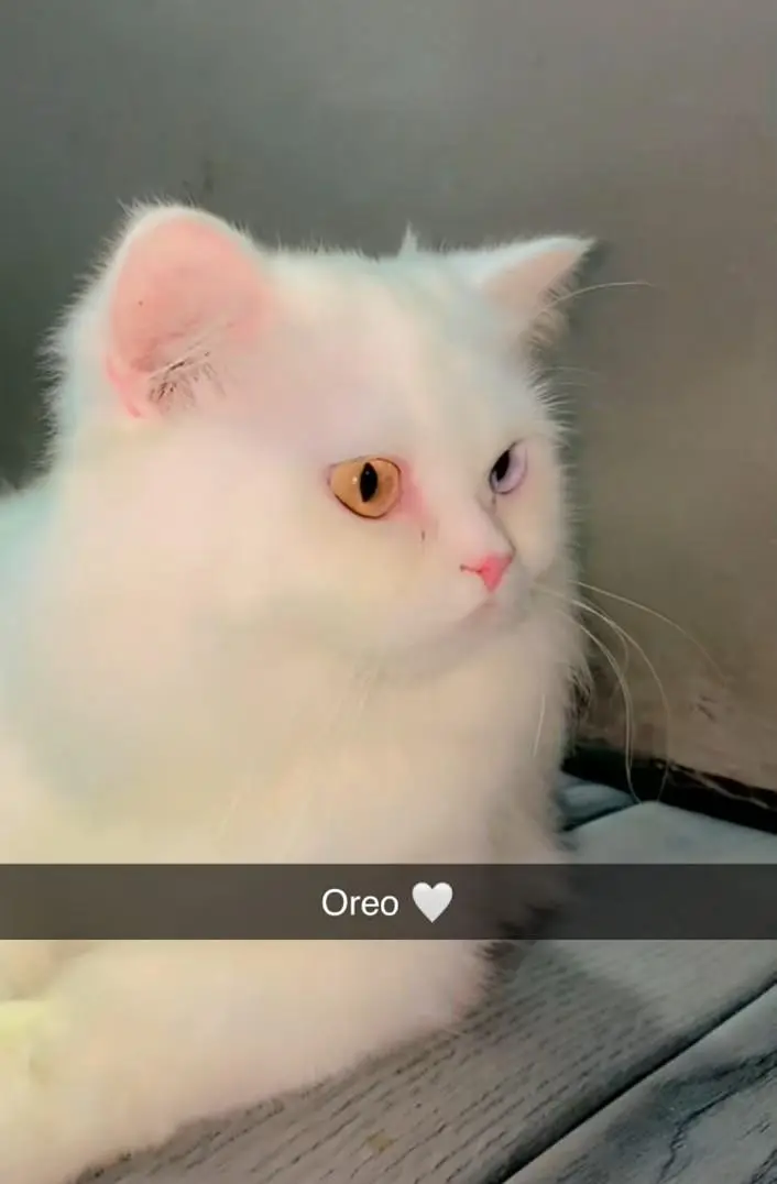 punch face odd eyes white Persian cat male 3 years old — photo 3