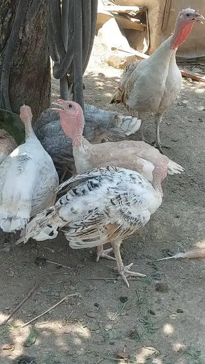 desi afghani turkey