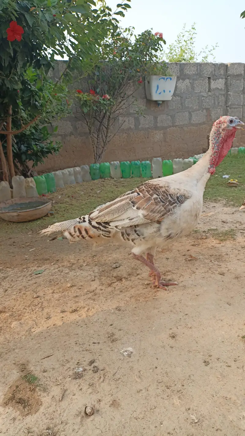 desi afghani turkey — photo 2