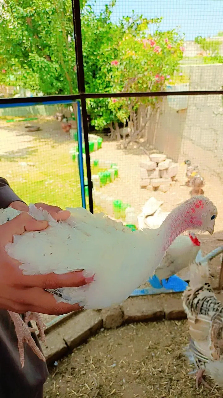 desi afghani turkey — photo 3