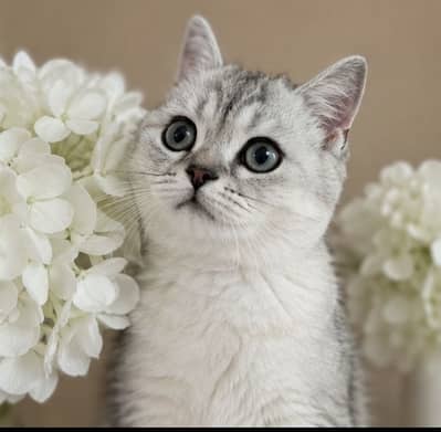 British Short Hair Kittens Available