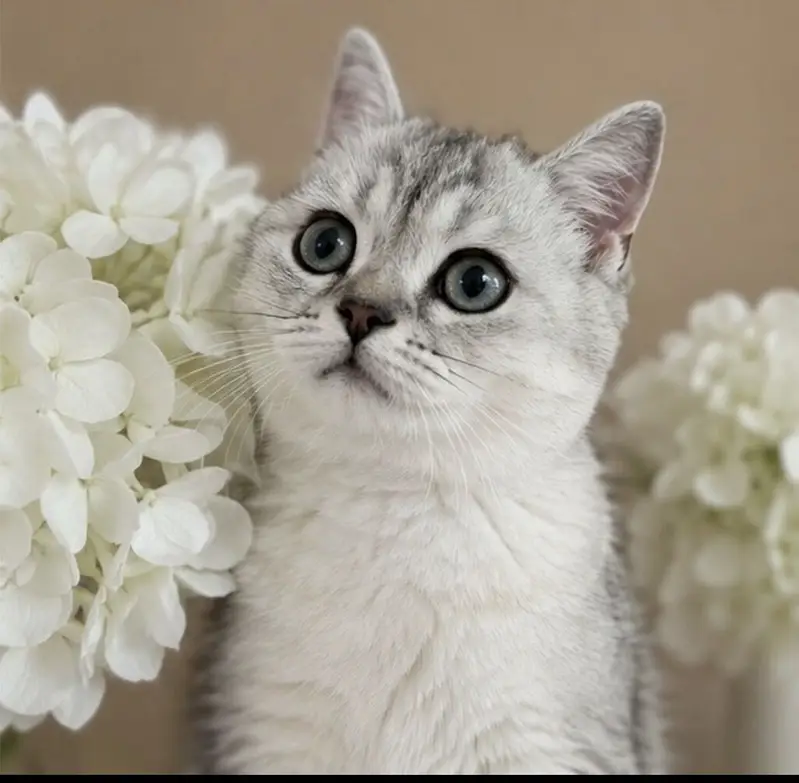 British Short Hair Kittens Available — photo 2