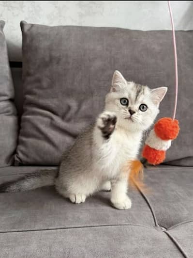 British Short Hair Kittens Available