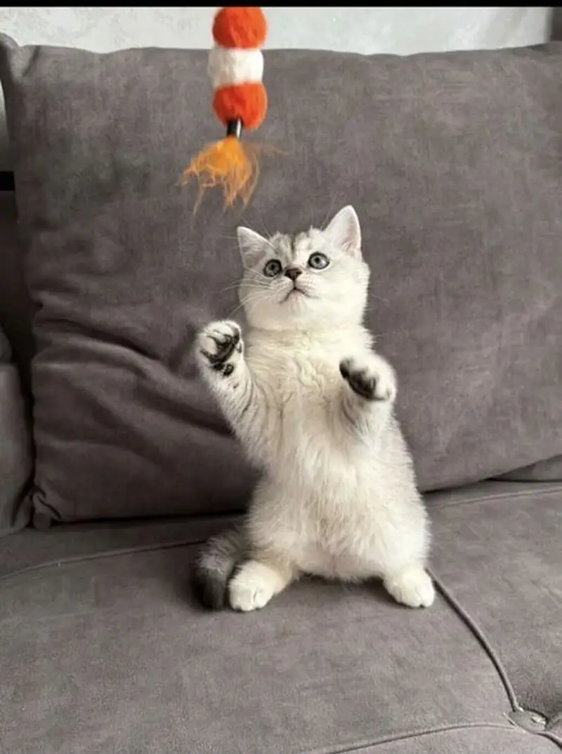 British Short Hair Kittens Available — photo 4