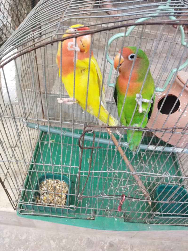 pair with cage 0