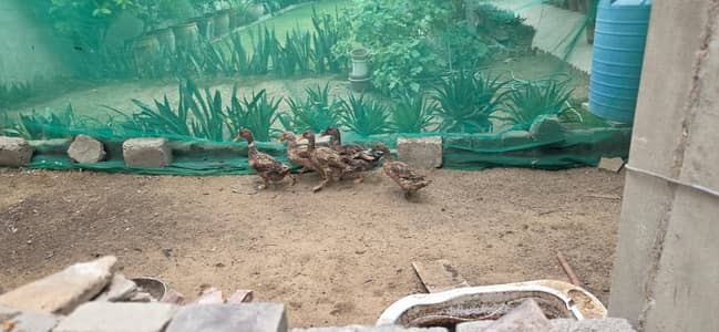 Egg laying ducks for sale