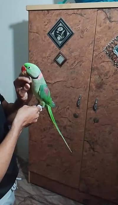 Kashmiri raw parrot for sale