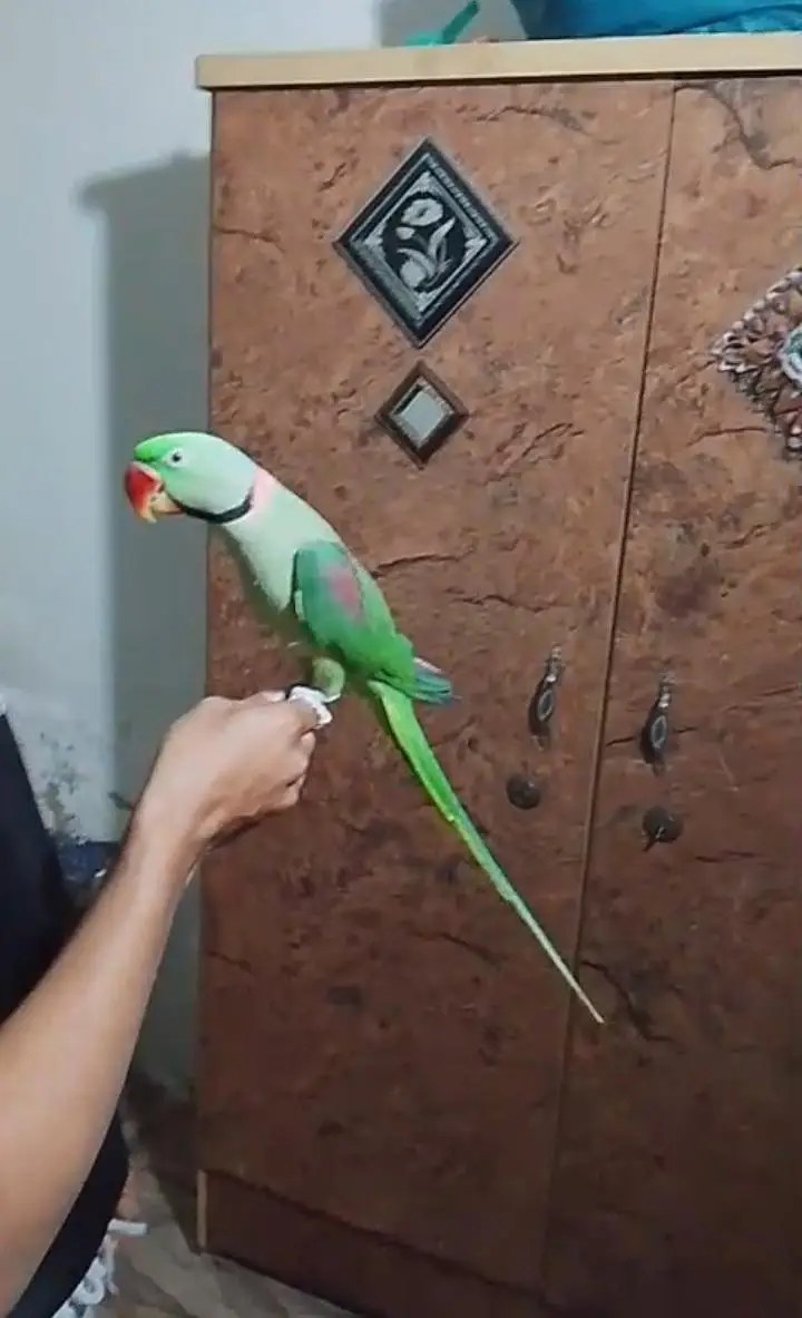 Kashmiri raw parrot for sale — photo 2