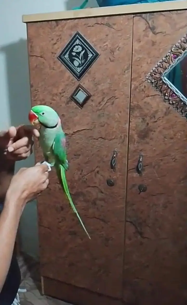 Kashmiri raw parrot for sale — photo 3