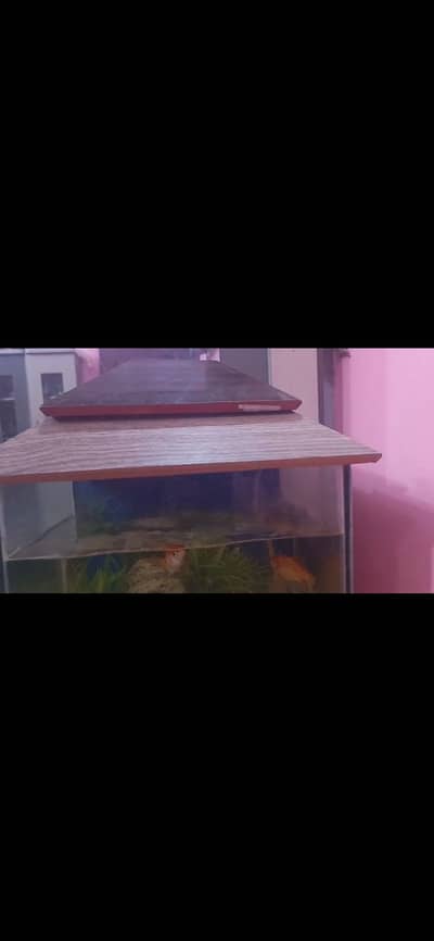 Aquarium and fishes
