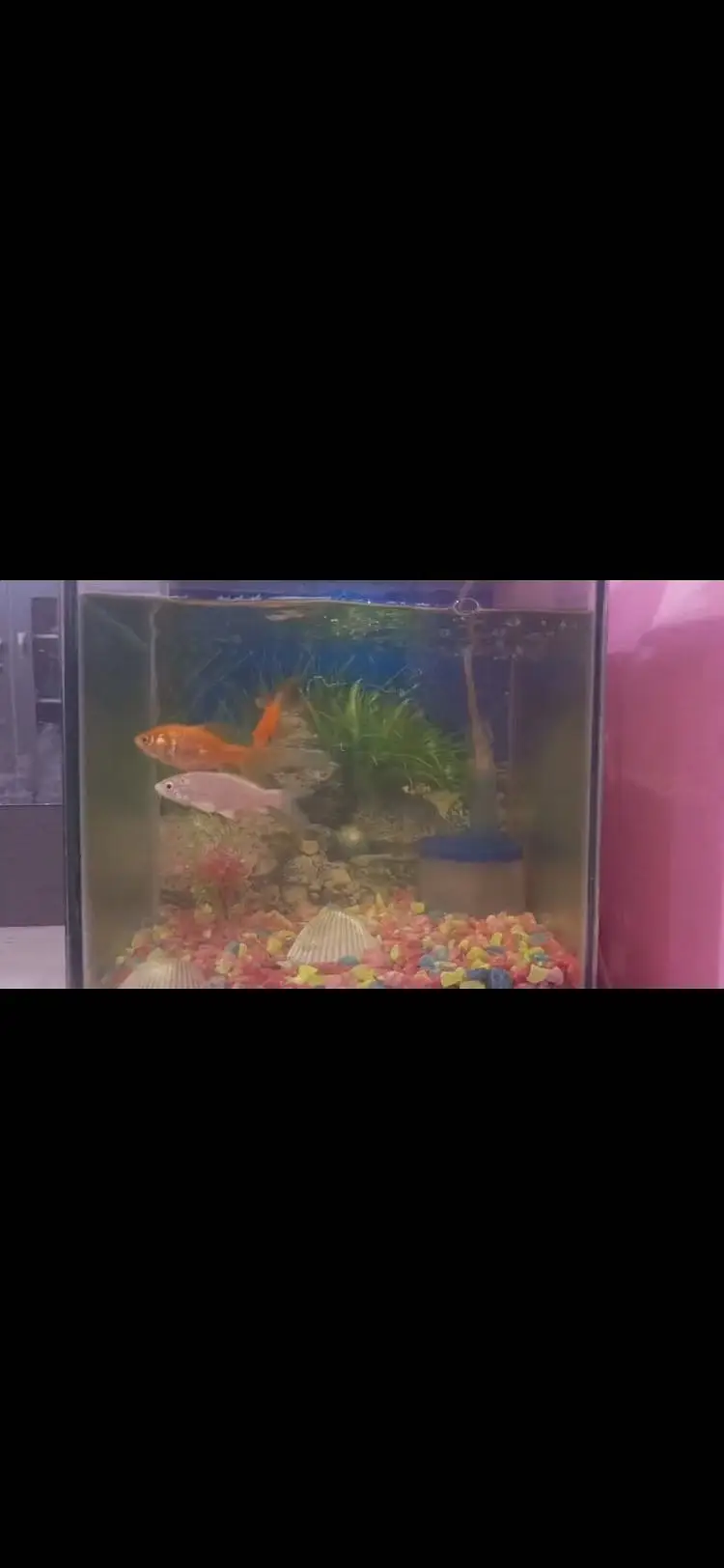 Aquarium and fishes — photo 2