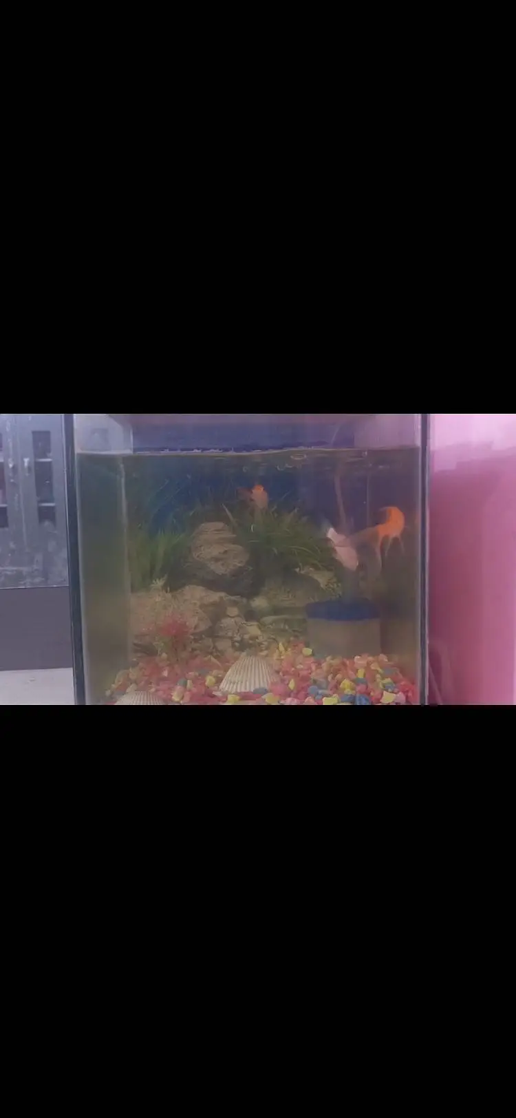 Aquarium and fishes — photo 3