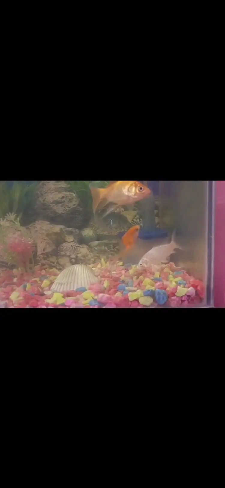 Aquarium and fishes — photo 4