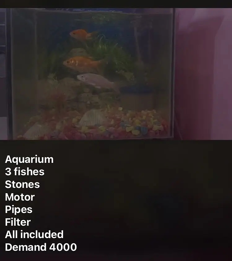 Aquarium and fishes — photo 5