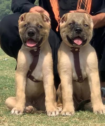 Turkish kangal male female for sale available