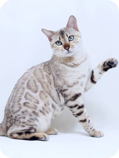 BENGAL ADULT & KITTENS AVAILABLE