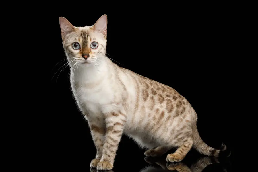 BENGAL ADULT & KITTENS AVAILABLE — photo 2