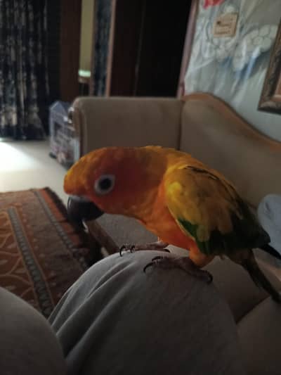 handtame sun conure