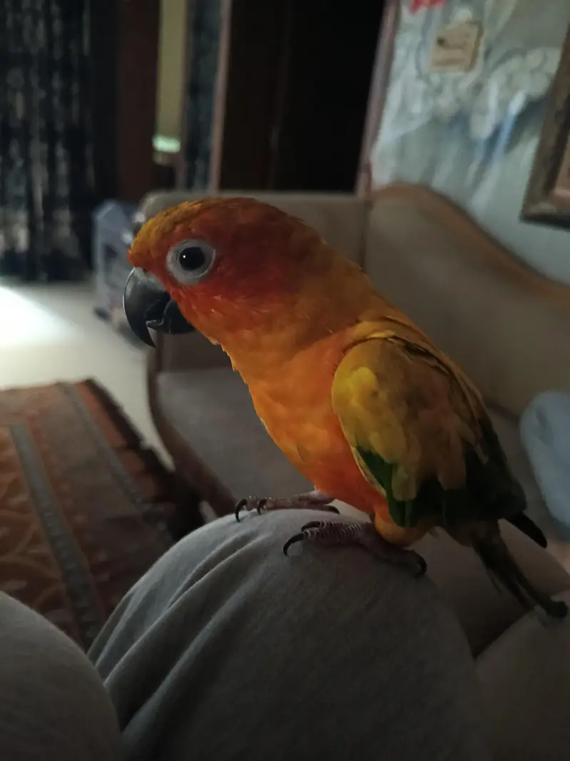 handtame sun conure — photo 2