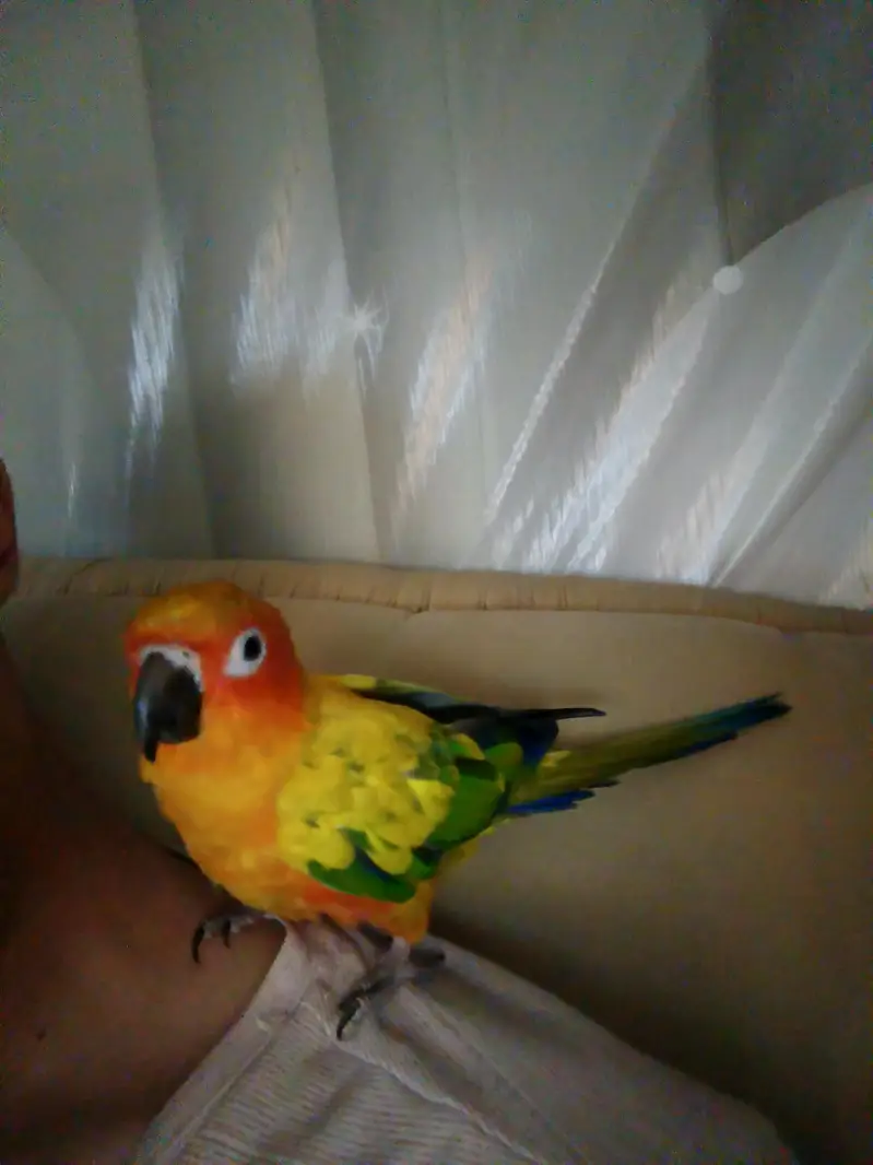 handtame sun conure — photo 3