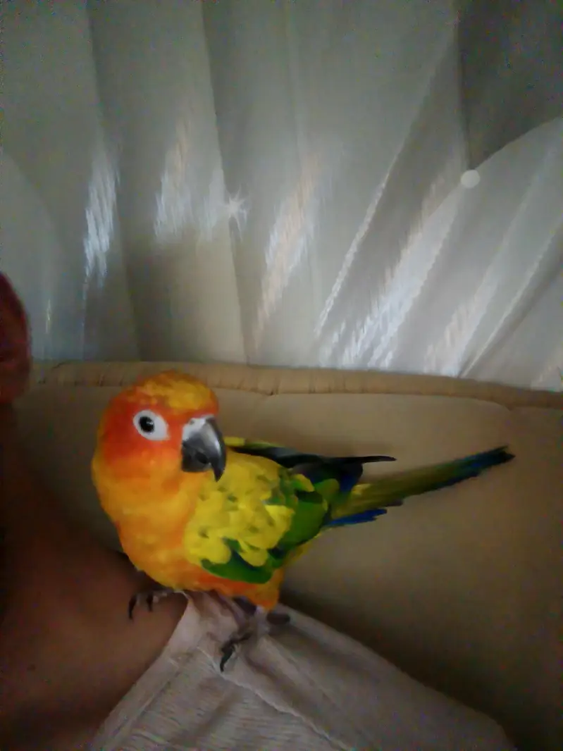 handtame sun conure — photo 4