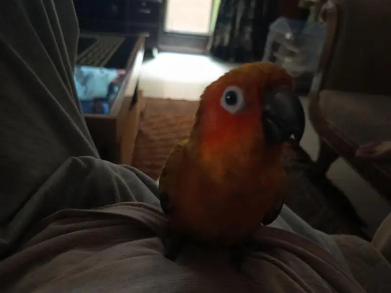 handtame sun conure — photo 5