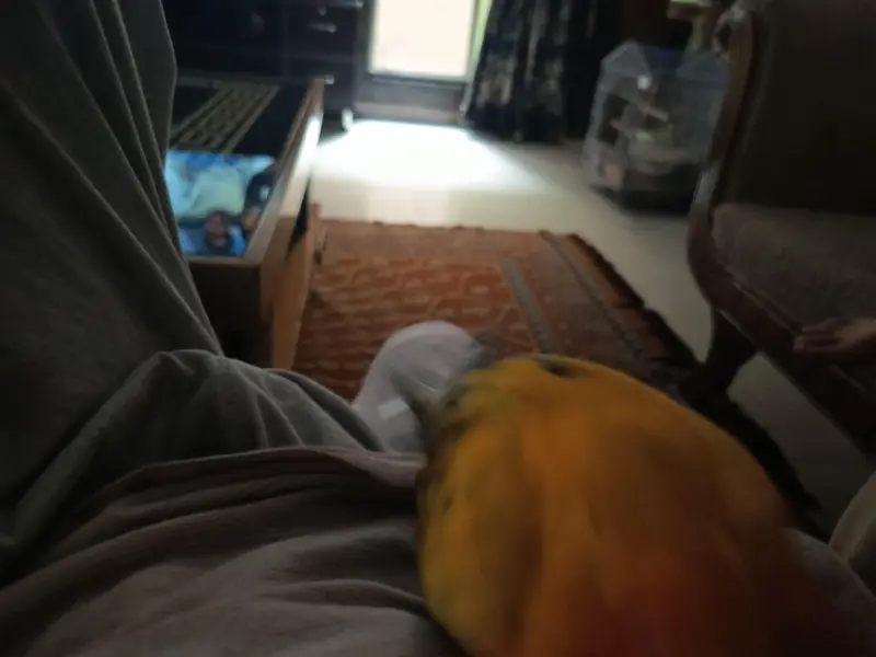 handtame sun conure — photo 6