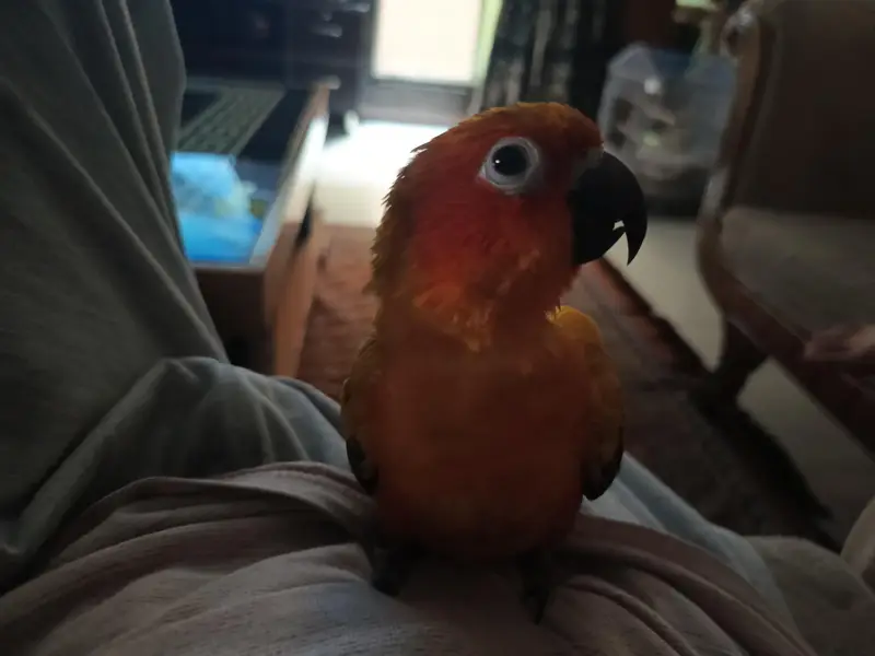 handtame sun conure — photo 7