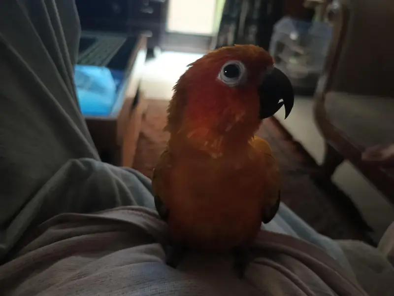 handtame sun conure — photo 8