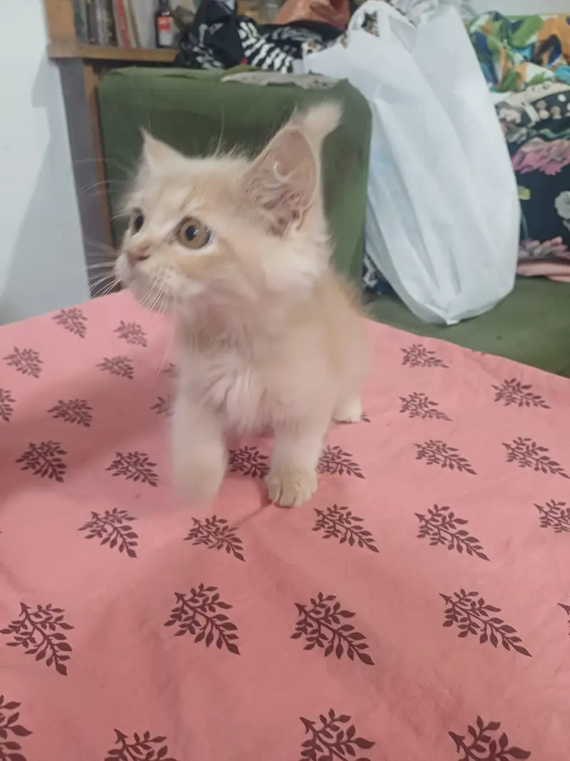male cat for sale — photo 3