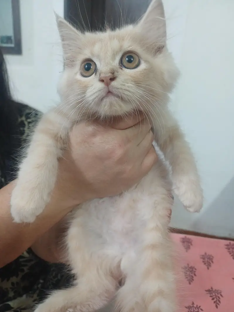 male cat for sale — photo 4