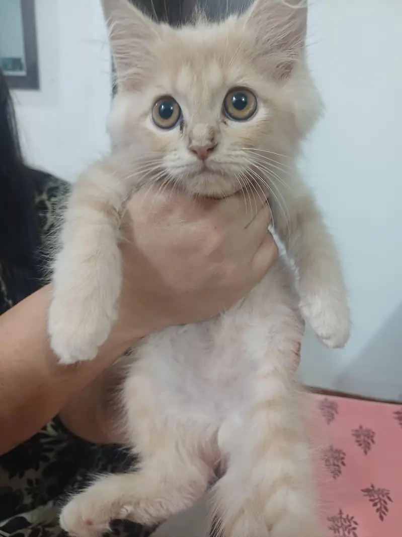 male cat for sale — photo 5