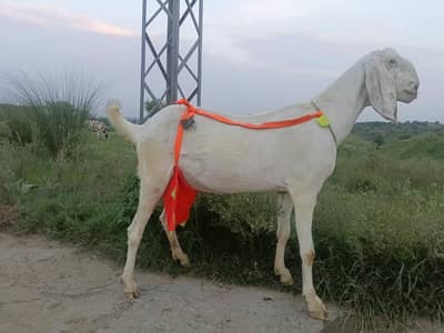 RAJANPURI GULABI FOR SALE