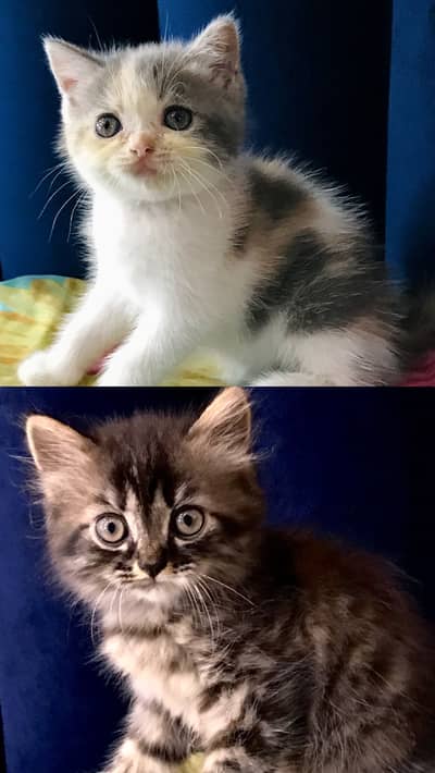 Persian Kittens for sale