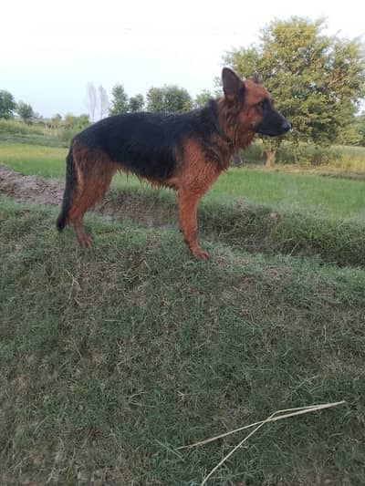 German shepherd female
