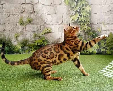 BENGAL ADULT & KITTENS AVAILABLE