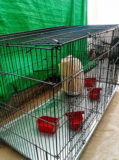 Cages