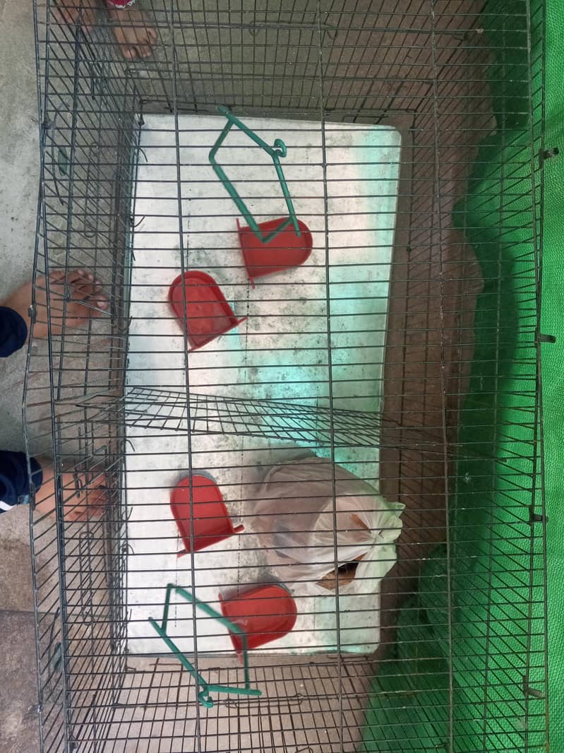 Cages 2