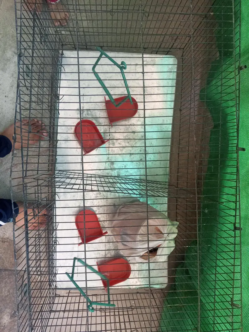 Cages — photo 3