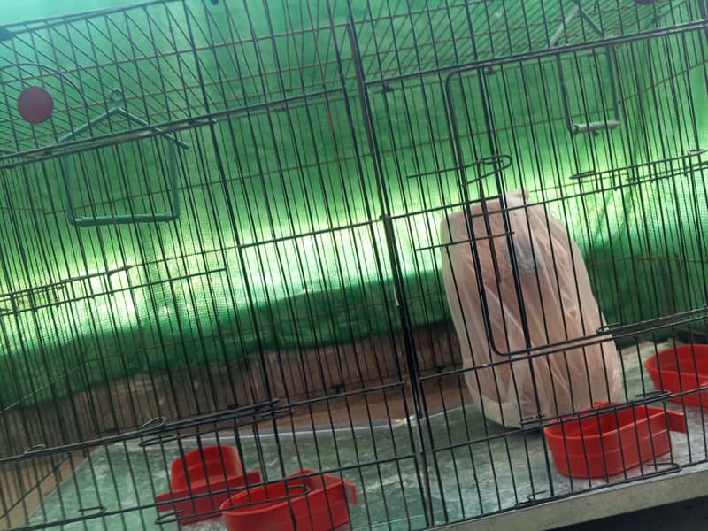 Cages 3