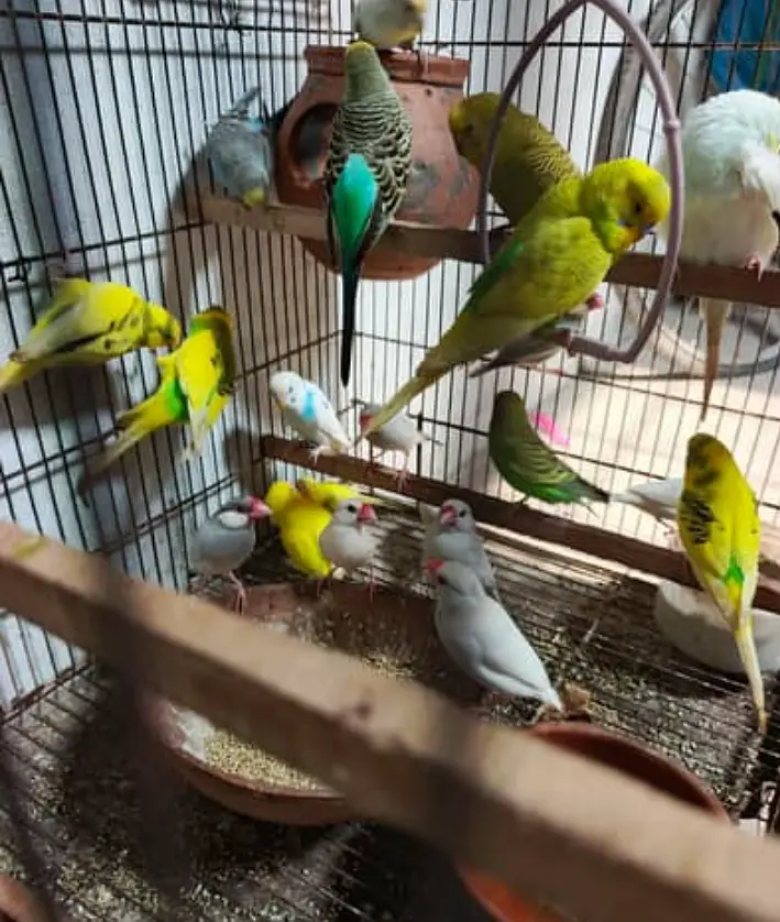 Top quality breeders — photo 2