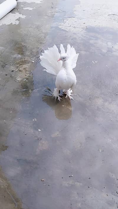American laka pair