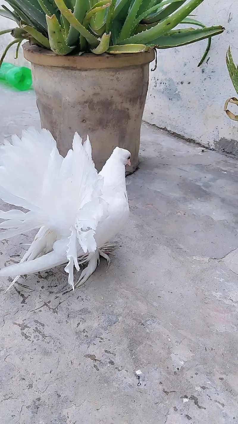 American laka pair — photo 2
