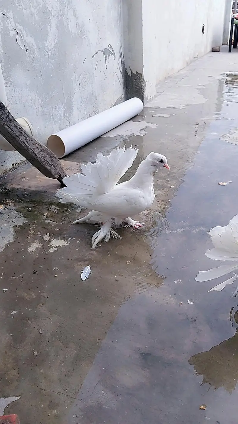 American laka pair — photo 3