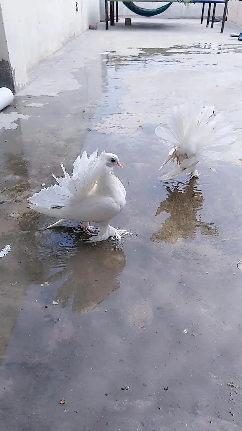 American laka pair — photo 4