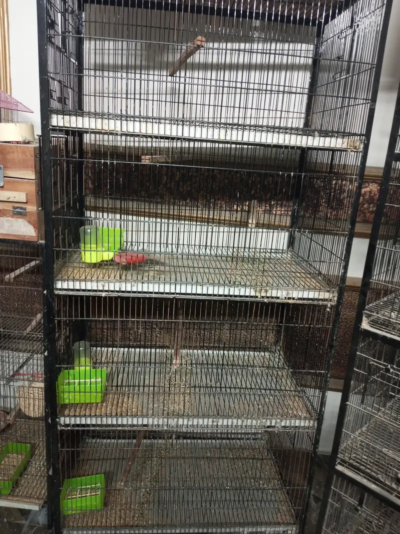 love birds cage 4 portion — photo 2