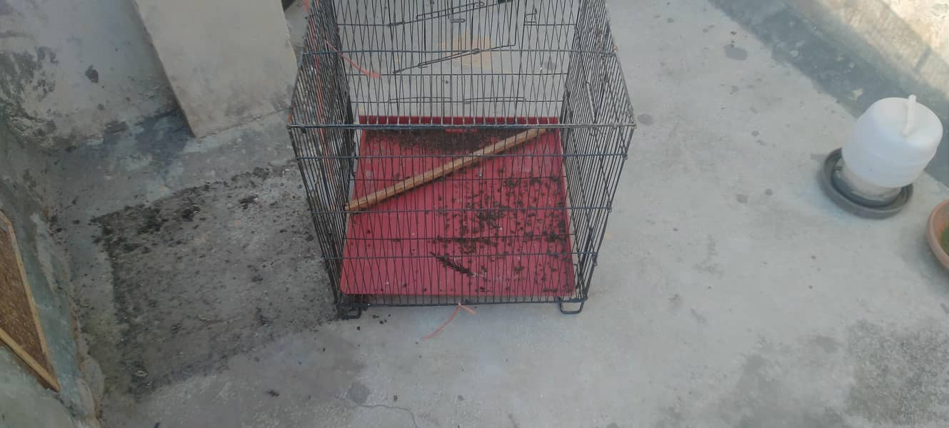 penjra 3