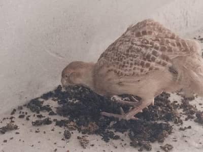 Irani breeder male for sale